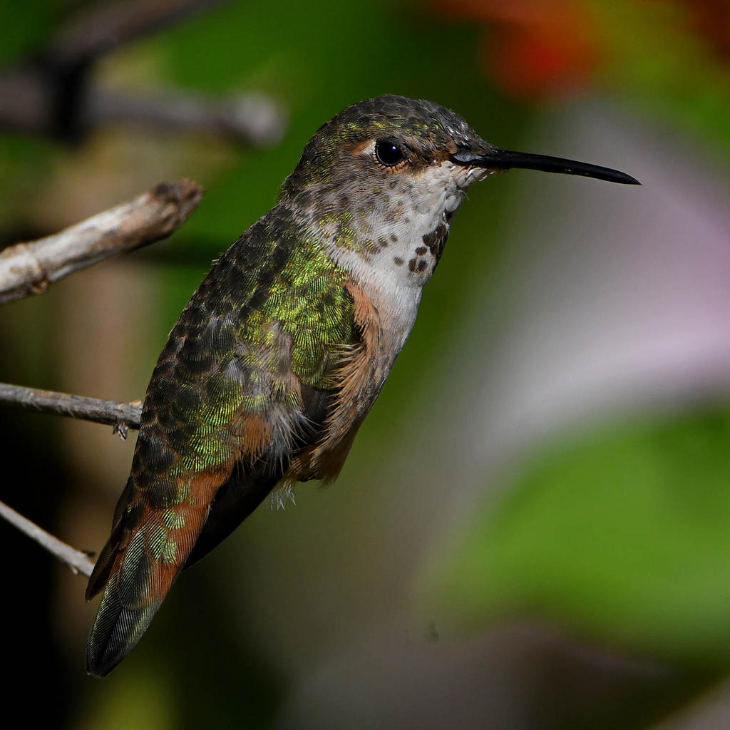 Hummer25.jpg