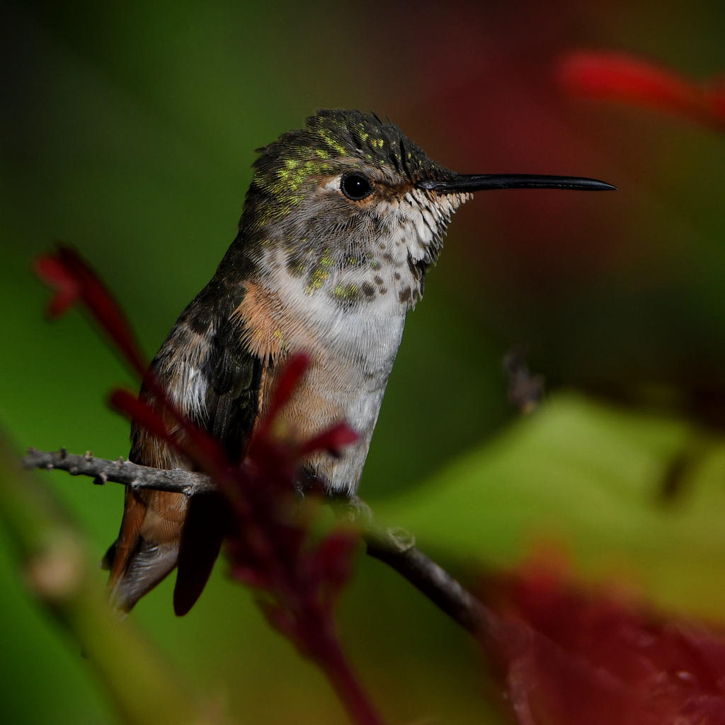 Hummer25.jpg