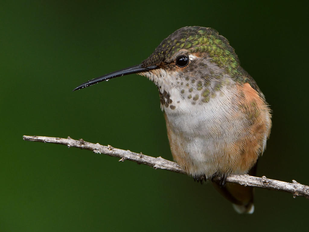 Hummer25.jpg