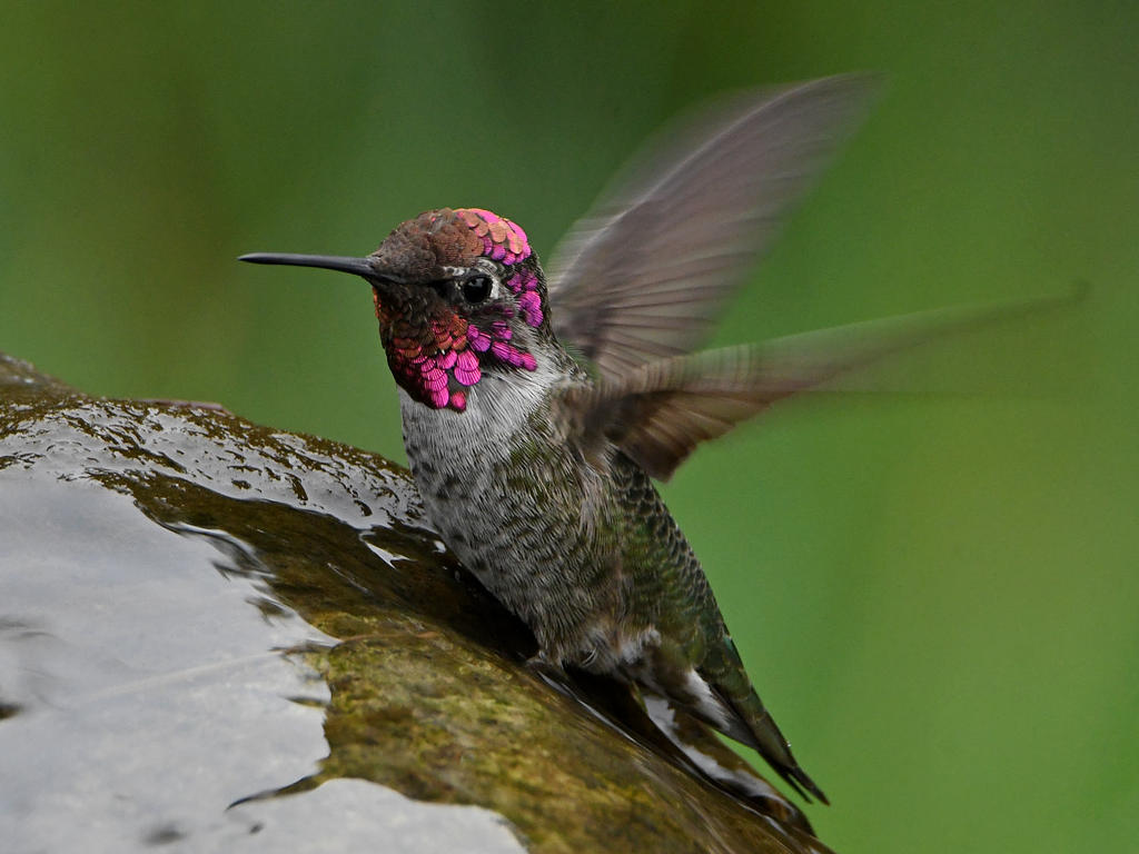 Hummer25.jpg