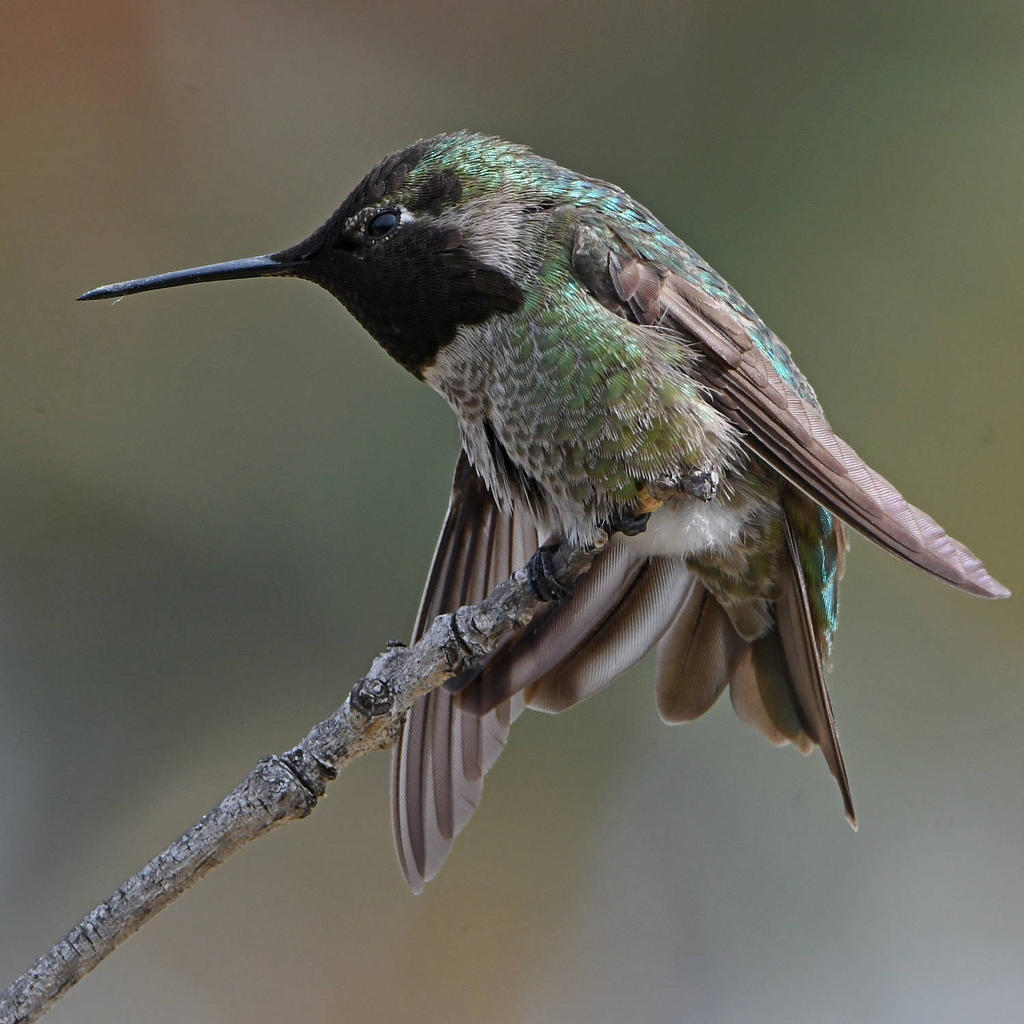Hummer25.jpg