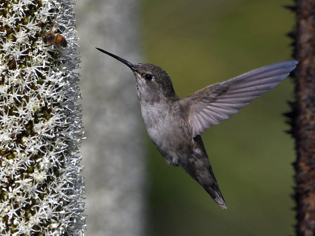 Hummer25.jpg