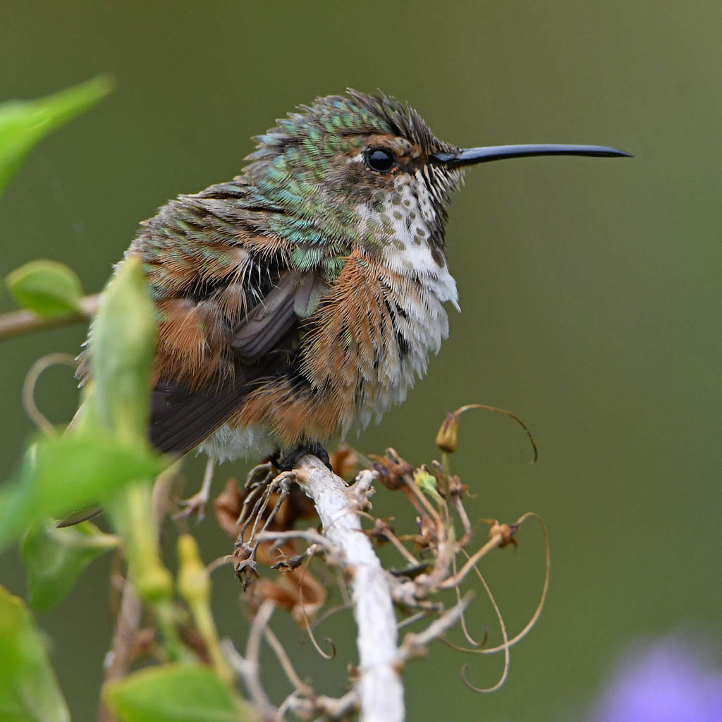 Hummer25.jpg