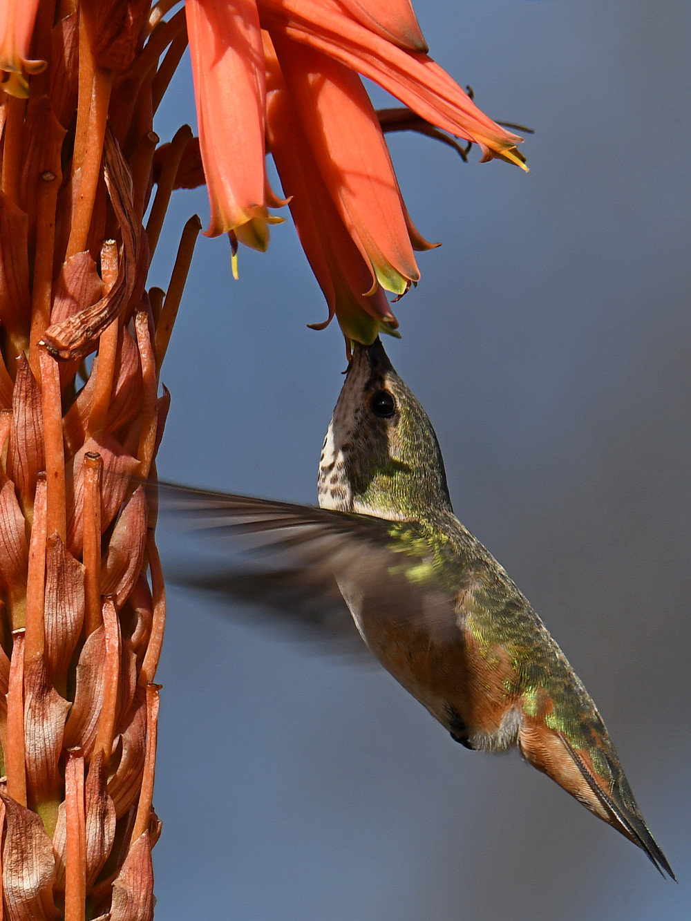 Hummer25.jpg
