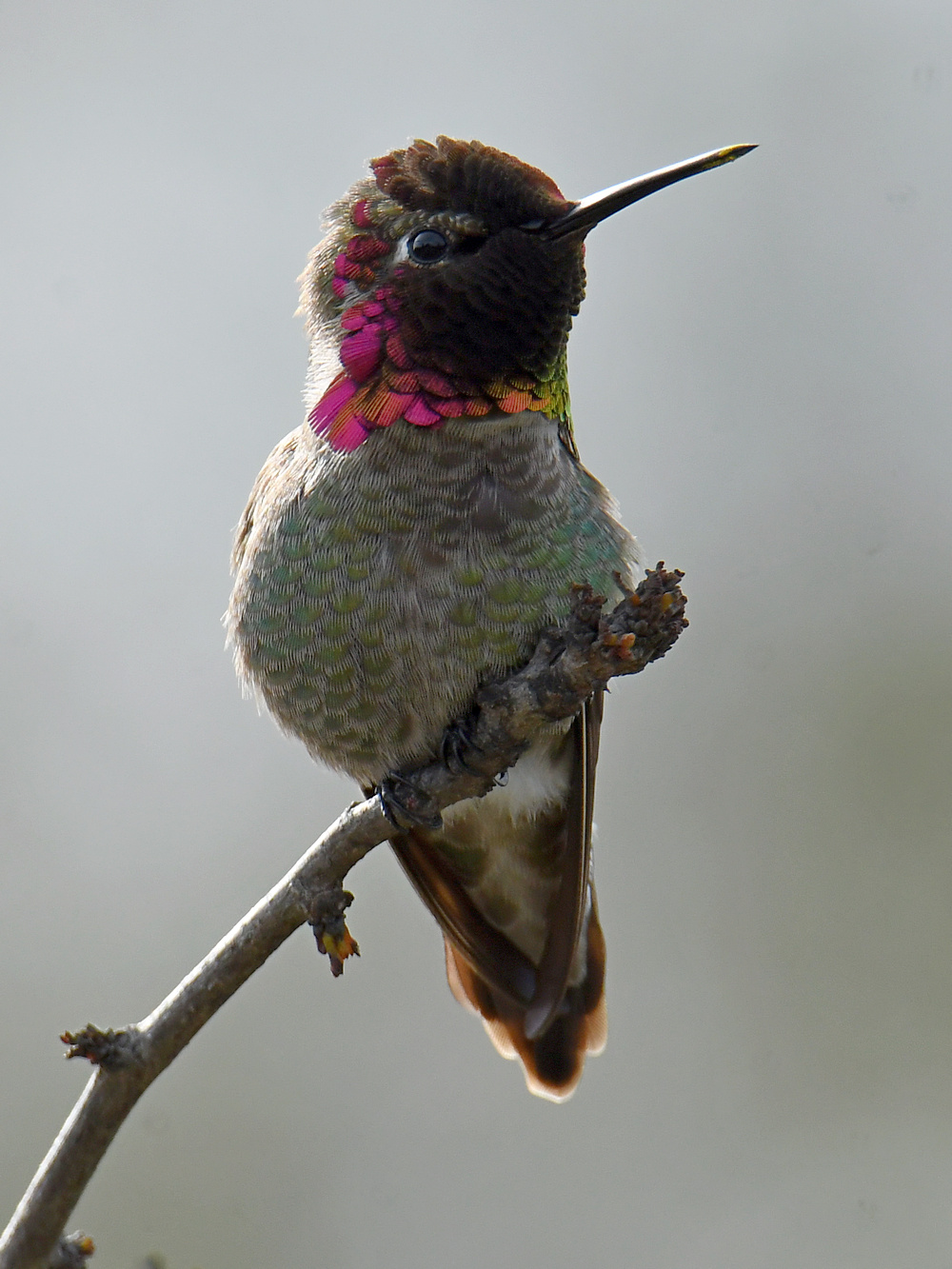 Hummer25.jpg