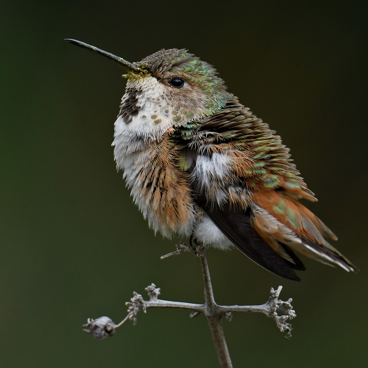 Hummer25.jpg