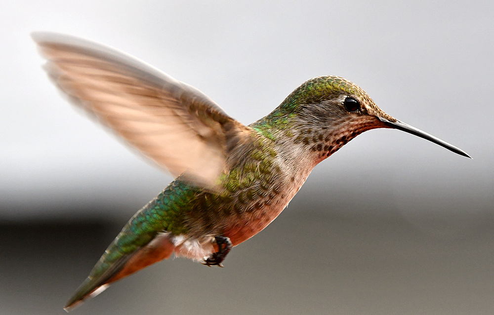 Hummer26.jpg