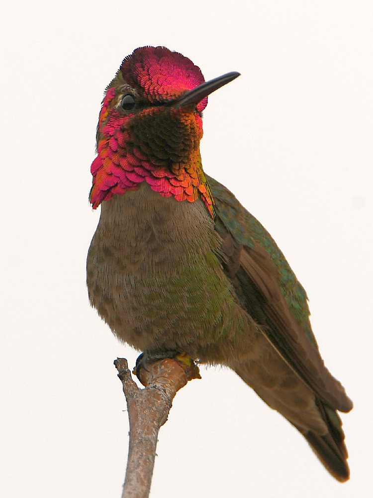 Hummer26.jpg