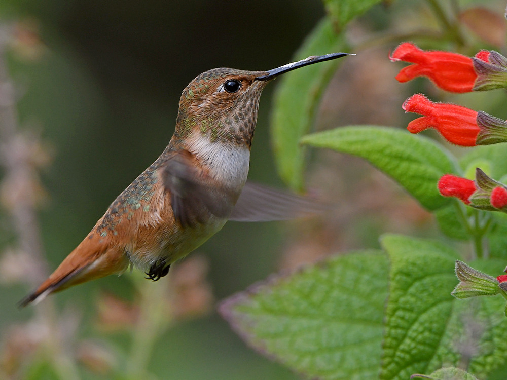 Hummer26.jpg