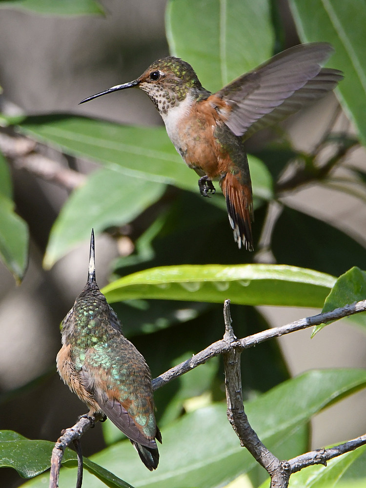 Hummer26.jpg