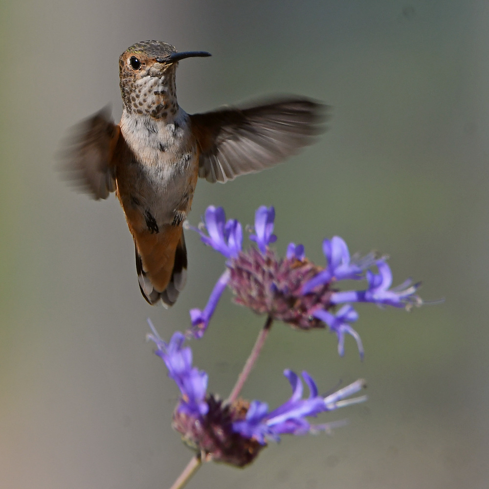 Hummer26.jpg