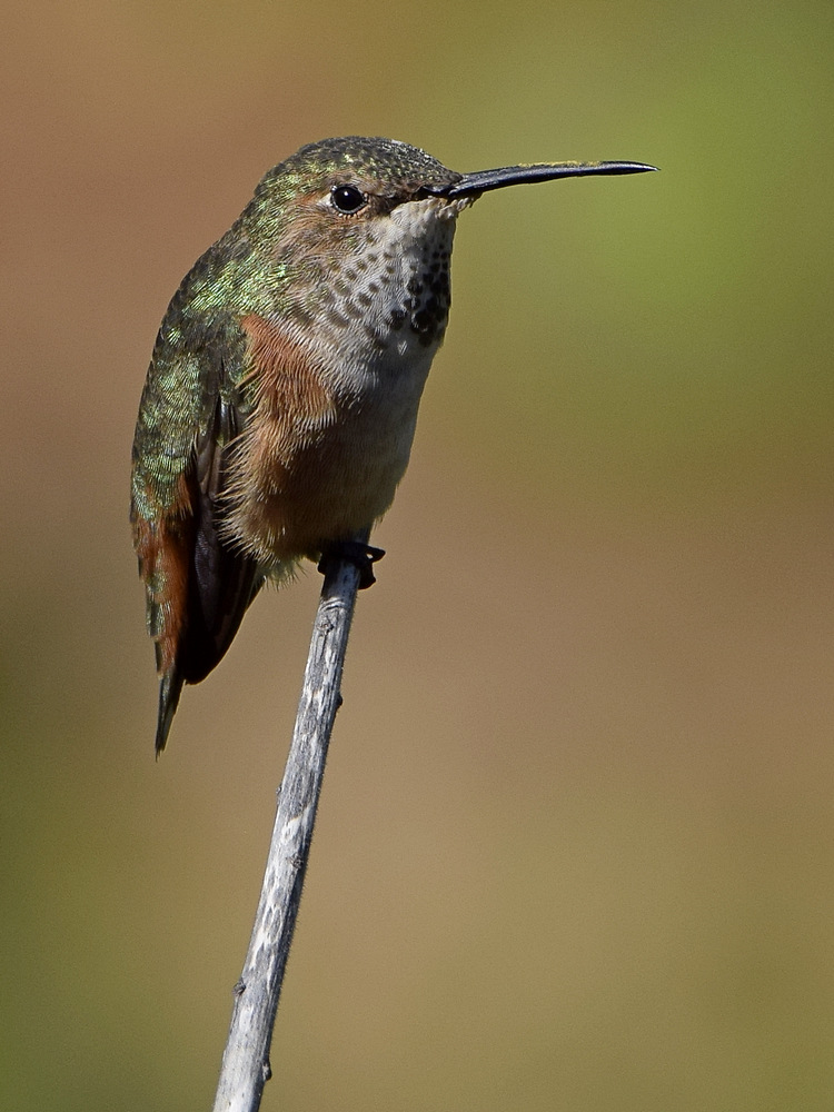 Hummer26.jpg