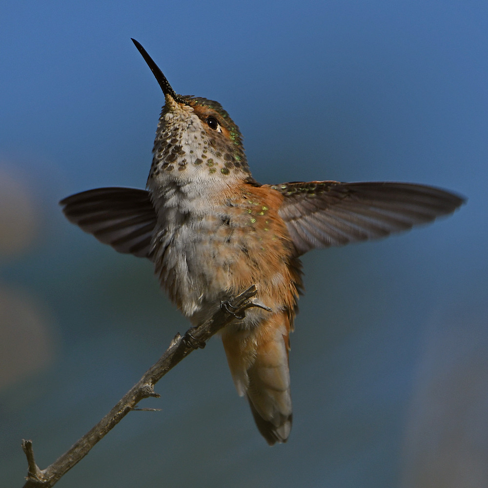 Hummer26.jpg