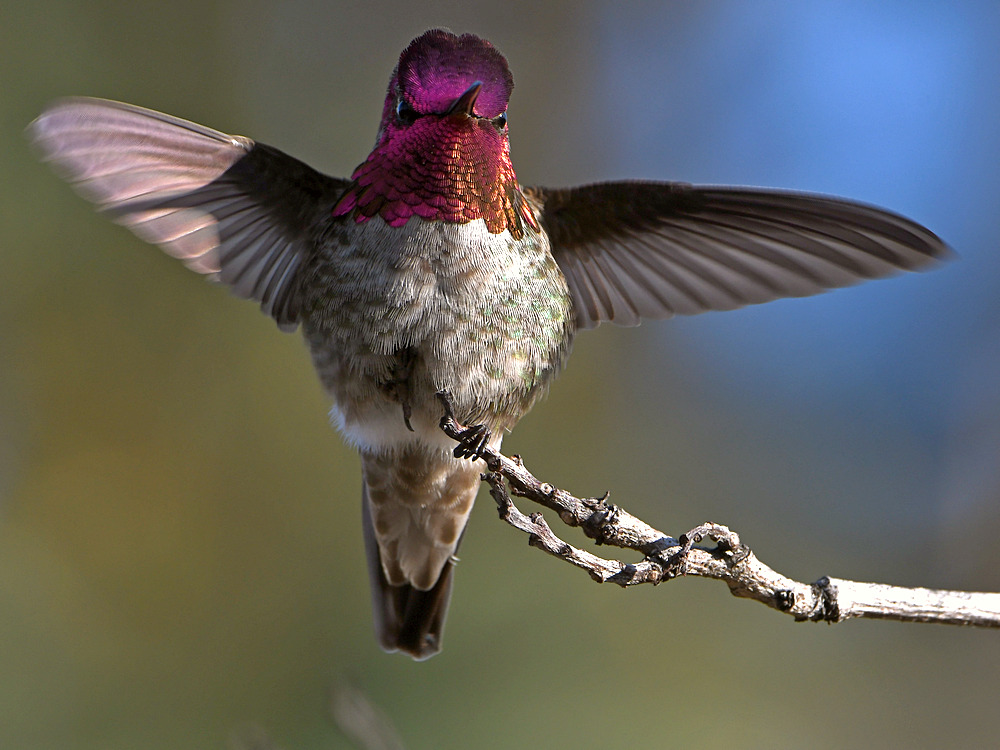 Hummer26.jpg