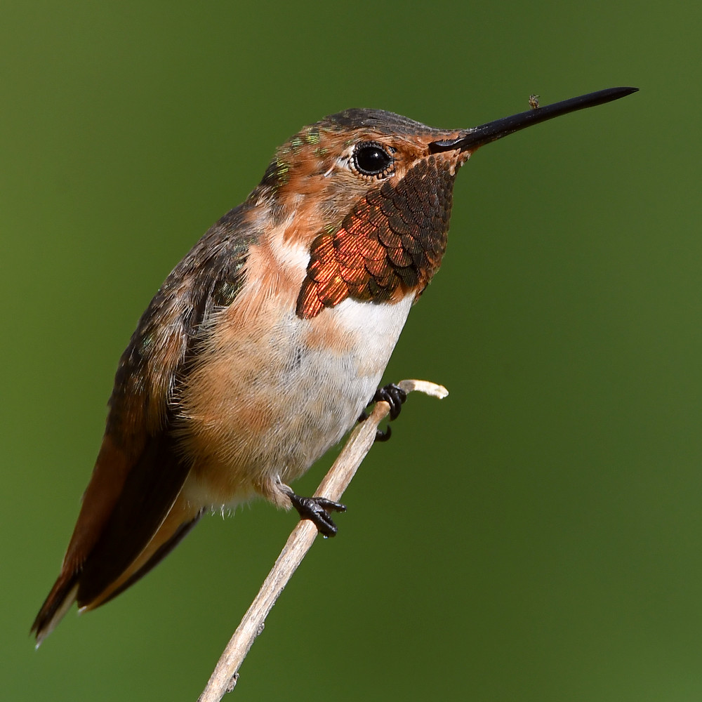 Hummer26.jpg