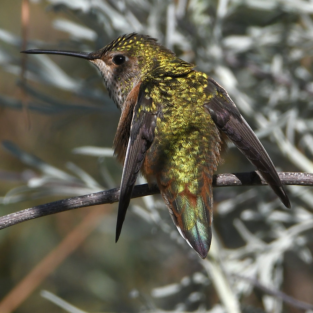 Hummer26.jpg