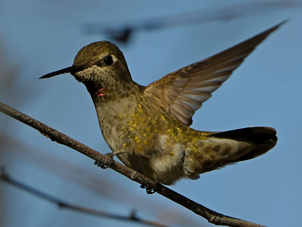 Hummer26.jpg