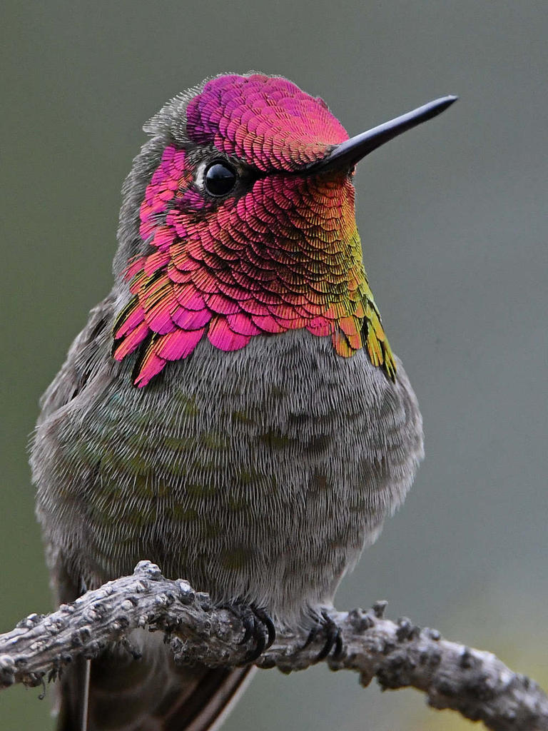 Hummer26.jpg