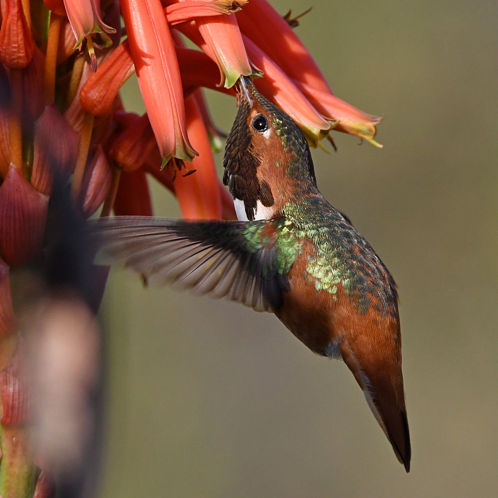 Hummer26.jpg