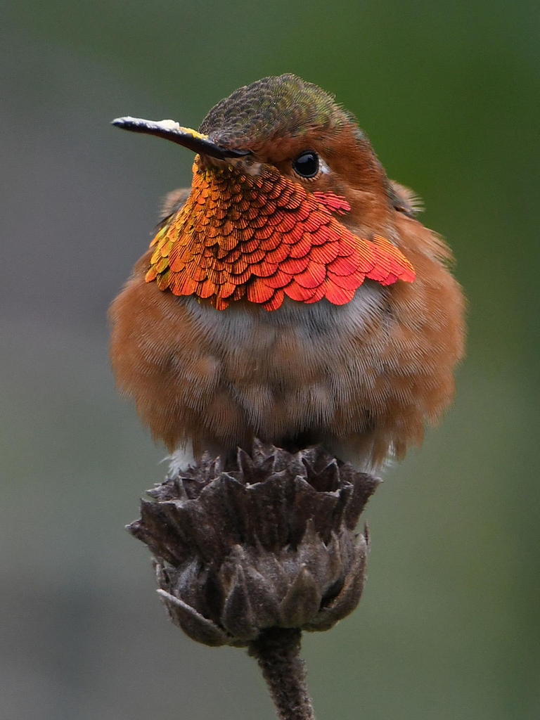 Hummer26.jpg