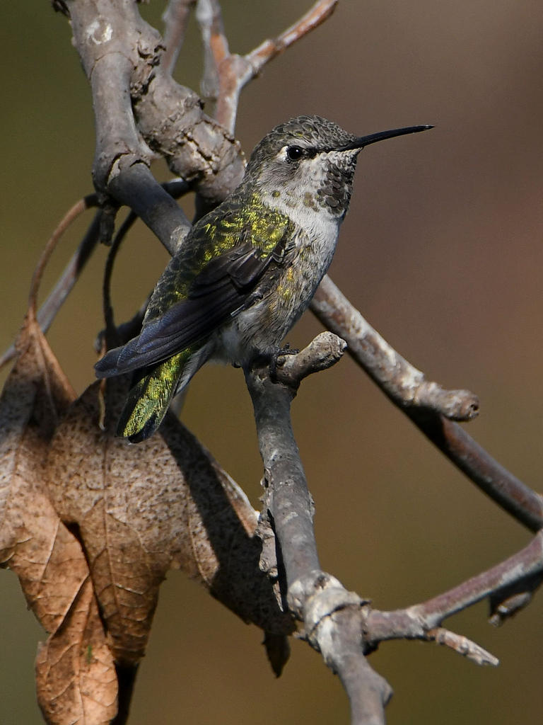 Hummer26.jpg