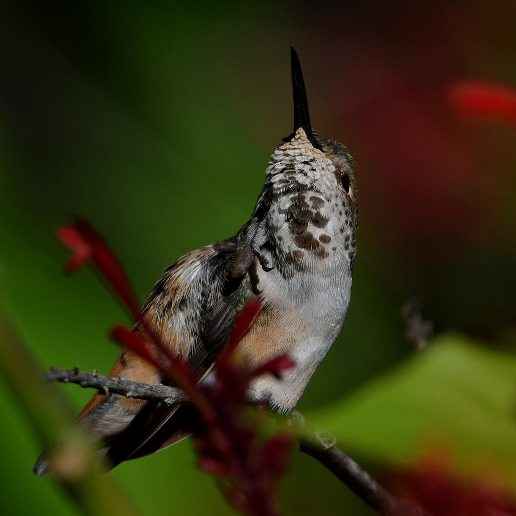 Hummer26.jpg