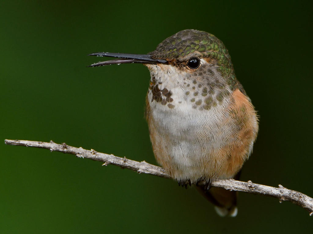 Hummer26.jpg