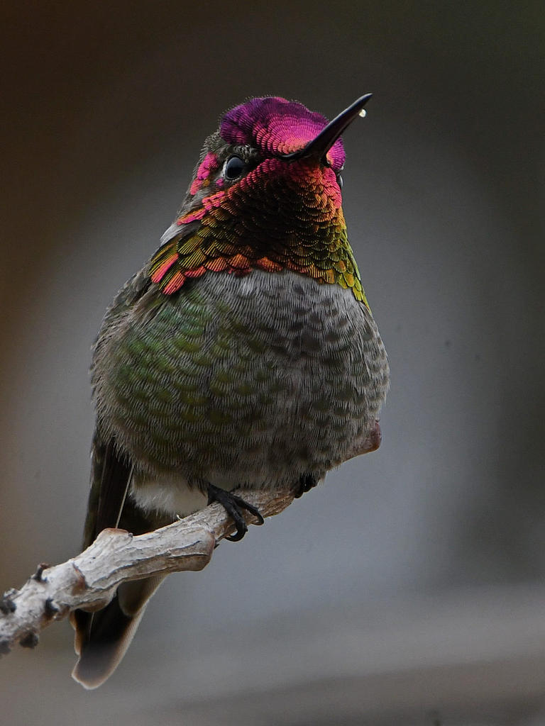 Hummer26.jpg