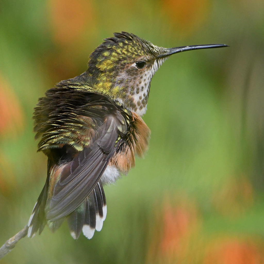 Hummer26.jpg