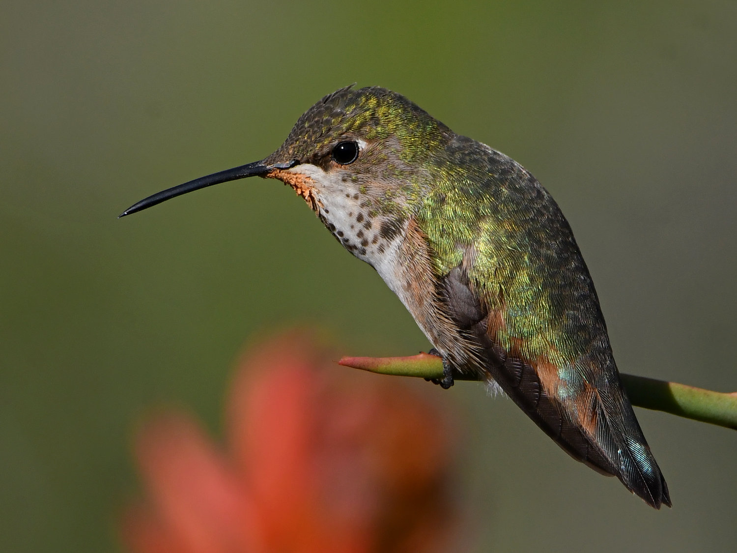 Hummer26.jpg