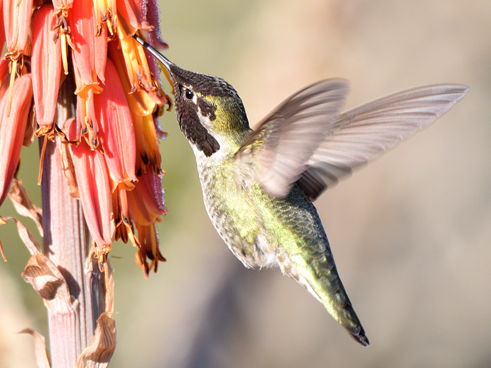 Hummer27.jpg