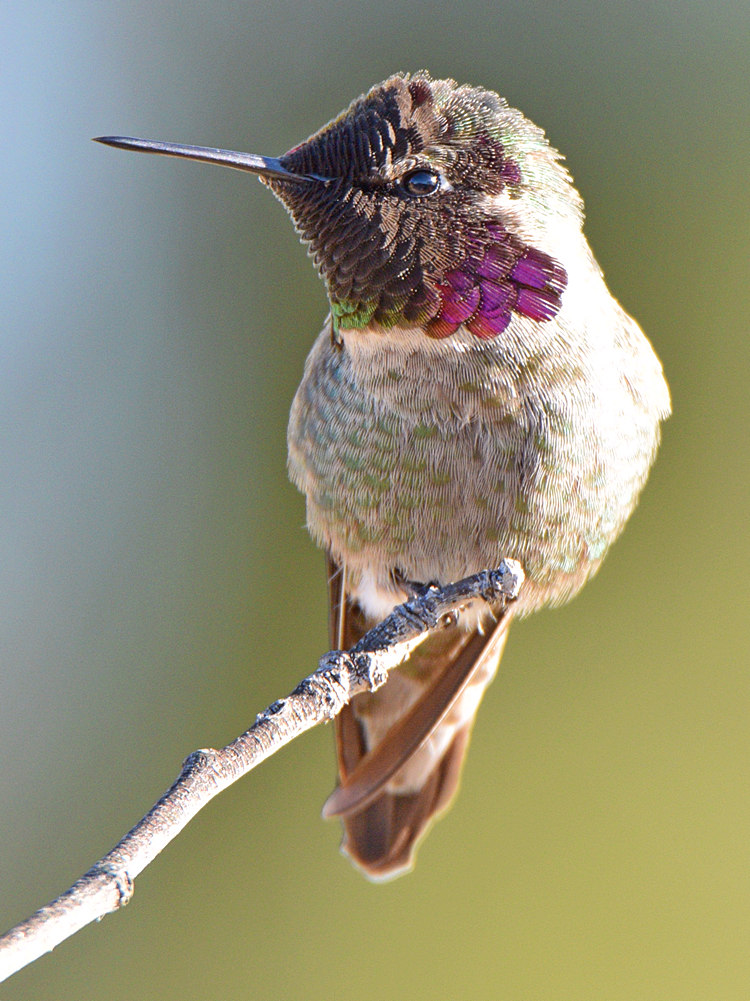 Hummer27.jpg