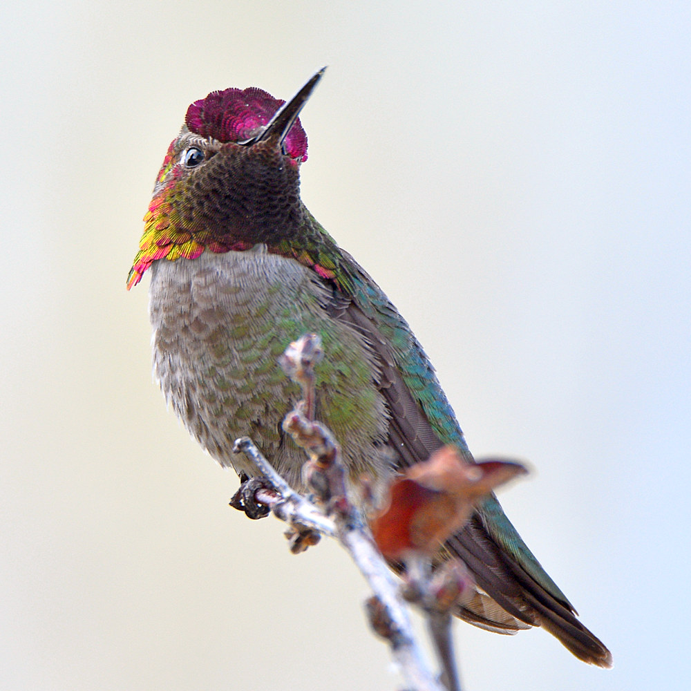 Hummer27.jpg