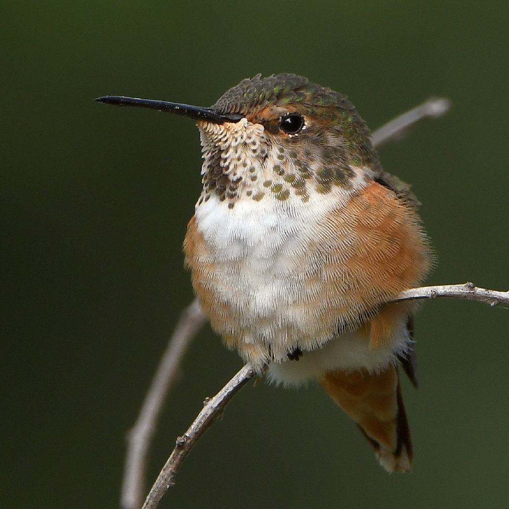 Hummer27.jpg