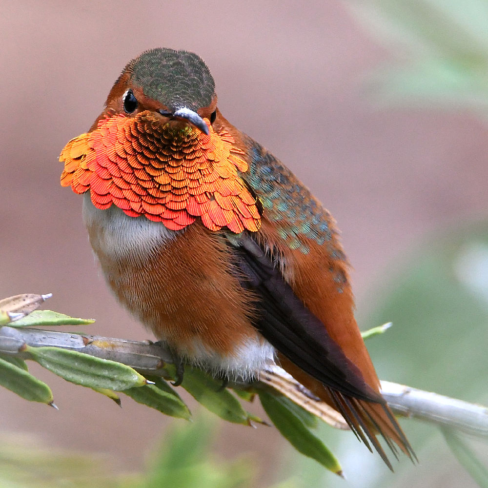 Hummer27.jpg