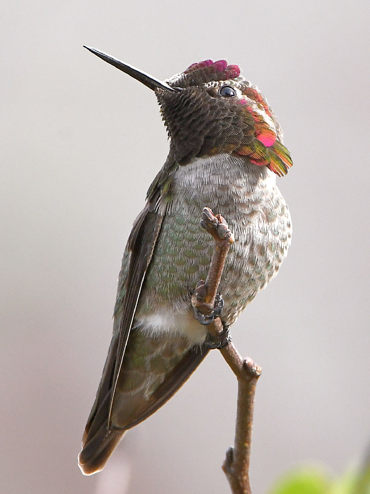 Hummer27.jpg