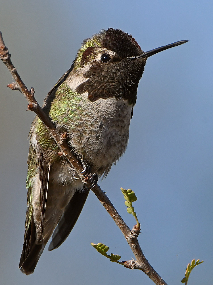 Hummer27.jpg