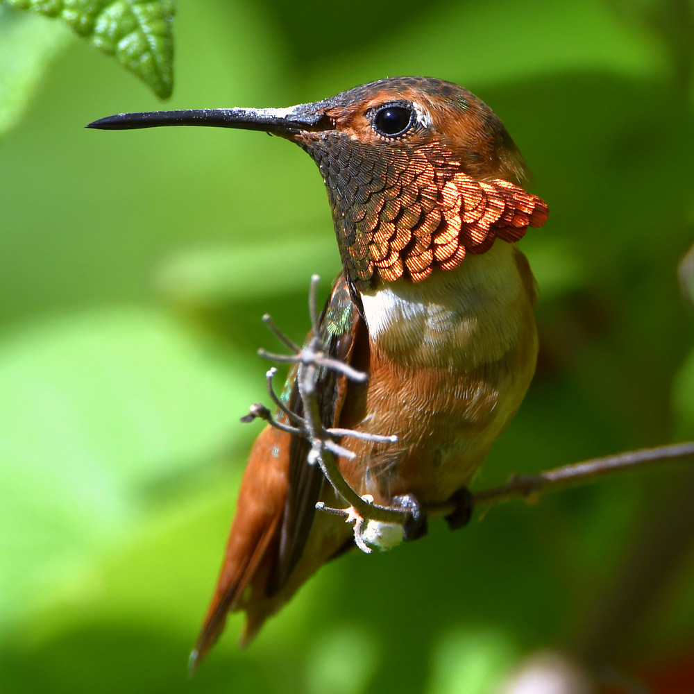 Hummer27.jpg