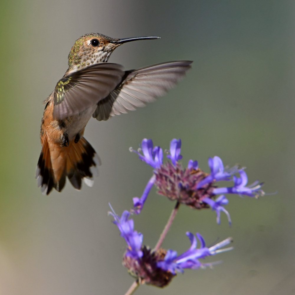 Hummer27.jpg