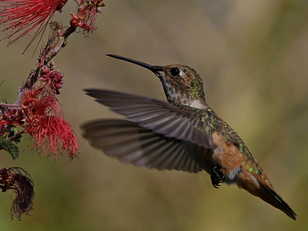Hummer27.jpg