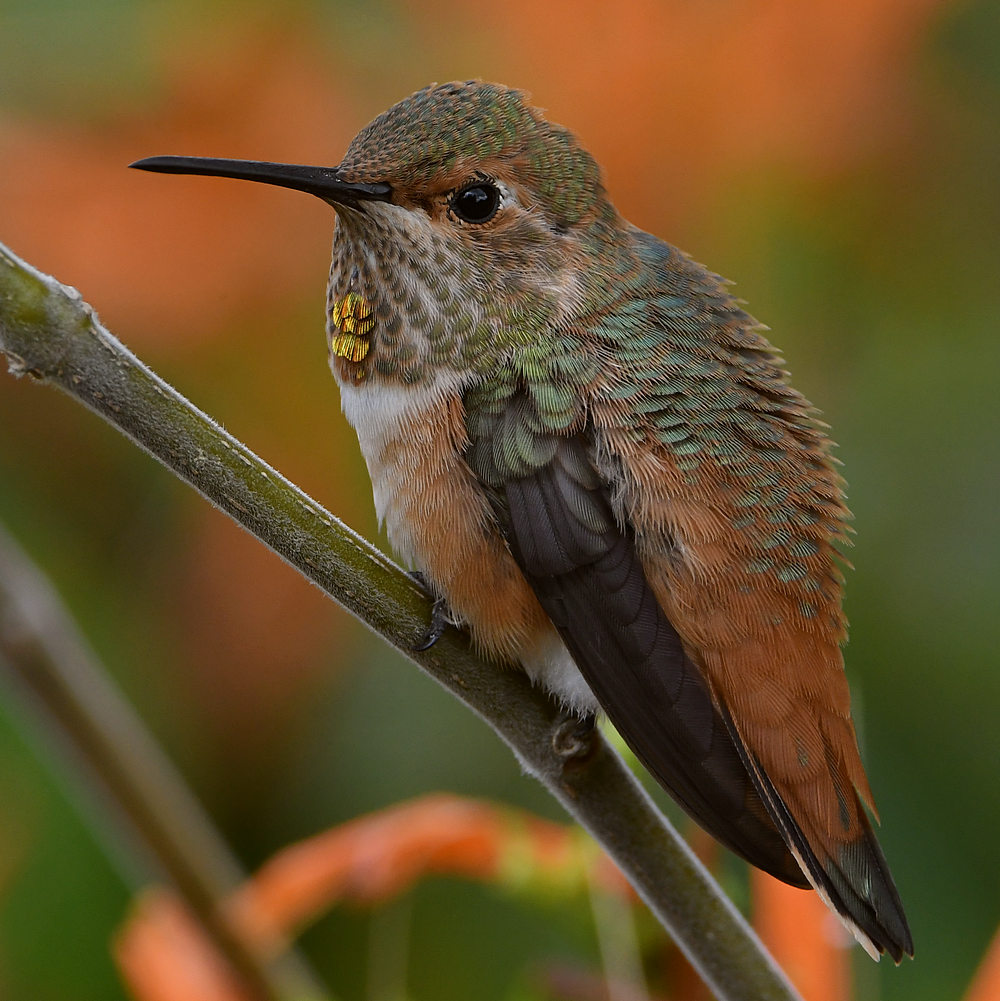 Hummer27.jpg