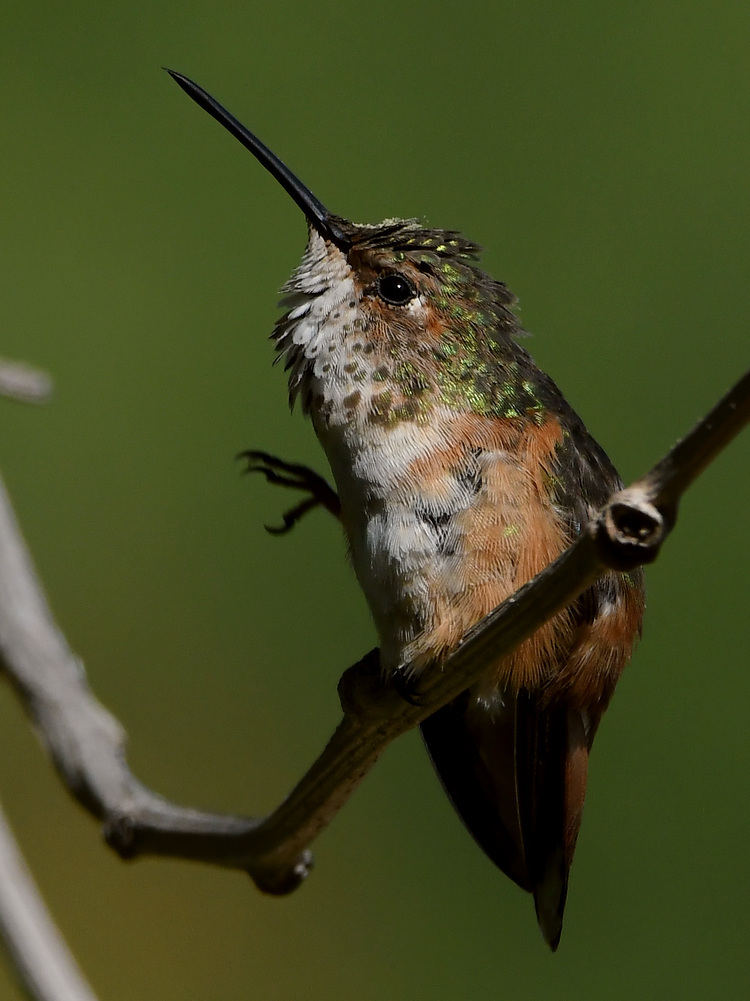 Hummer27.jpg