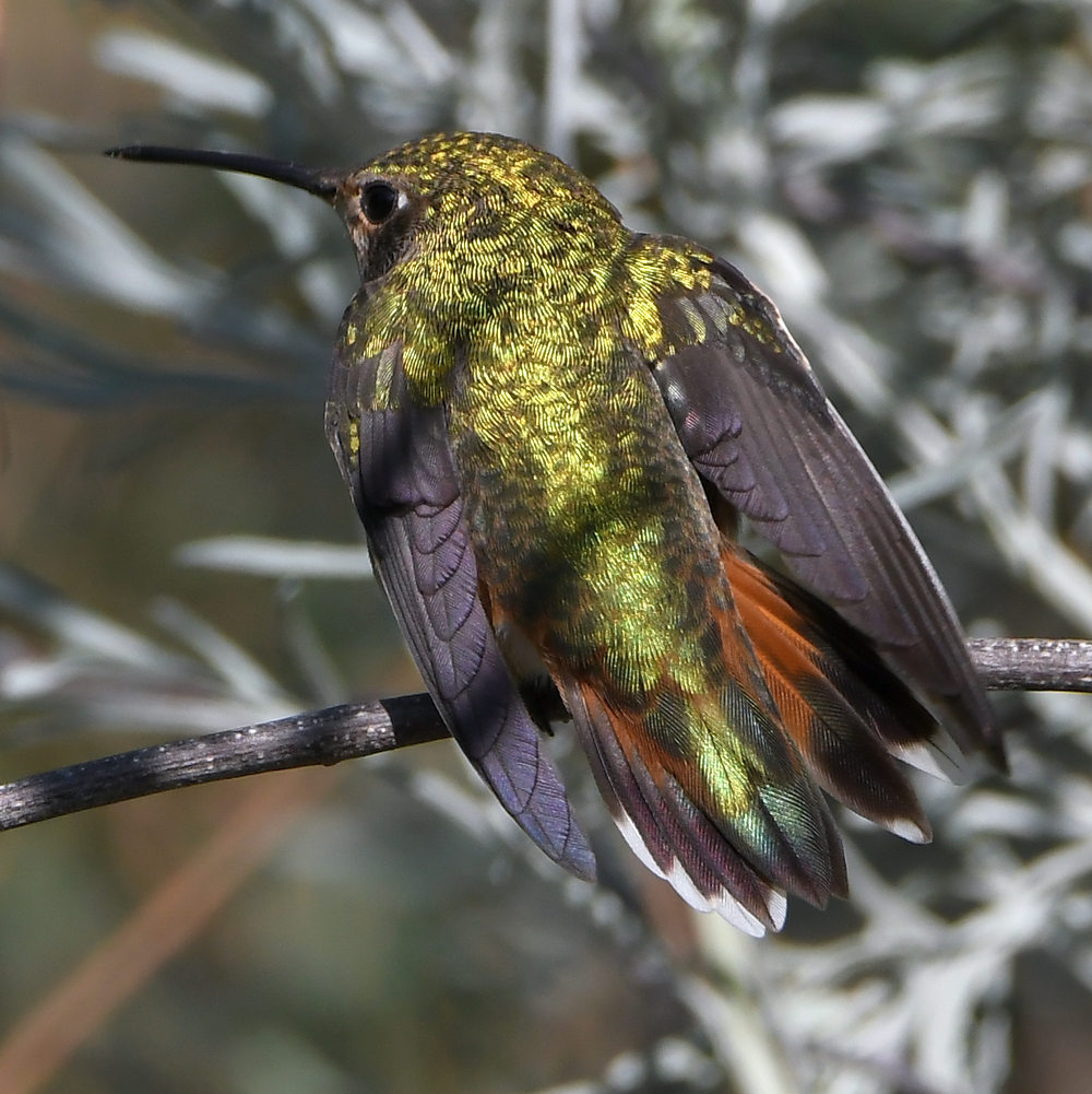 Hummer27.jpg