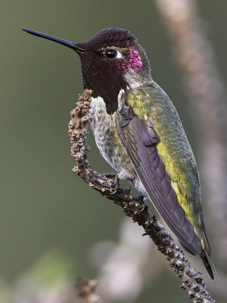 Hummer27.jpg