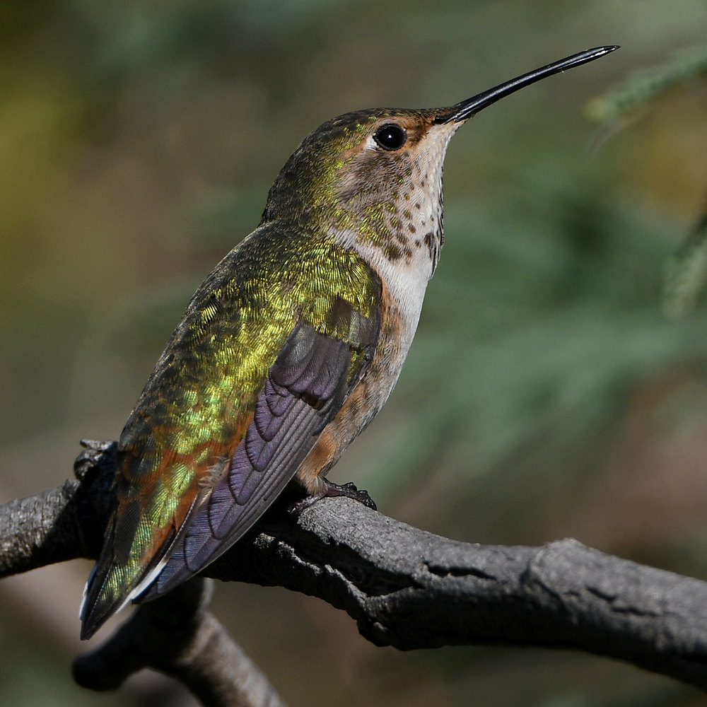 Hummer27.jpg