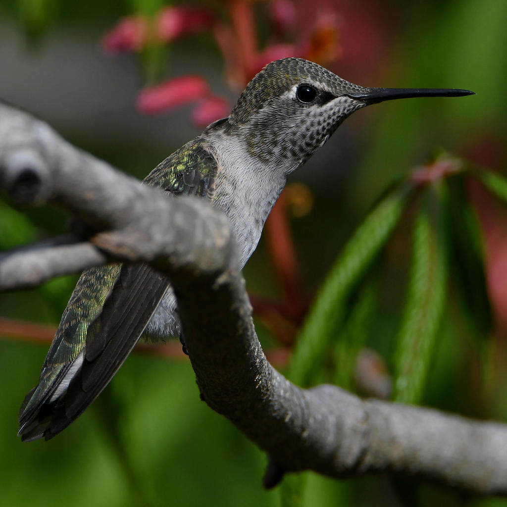 Hummer27.jpg