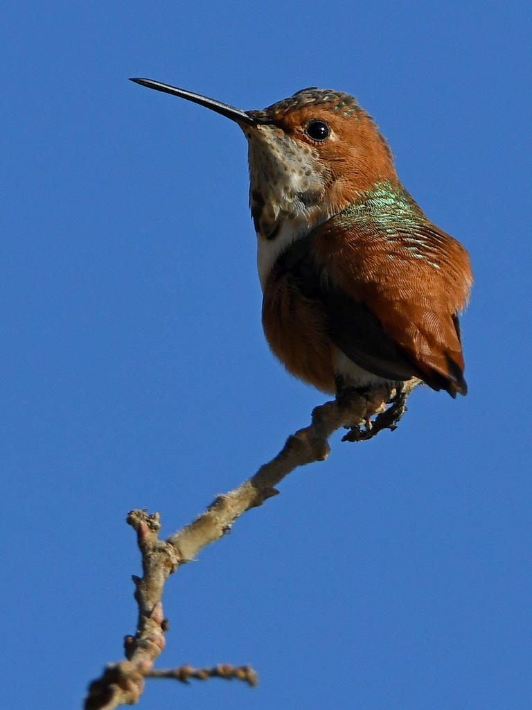 Hummer27.jpg