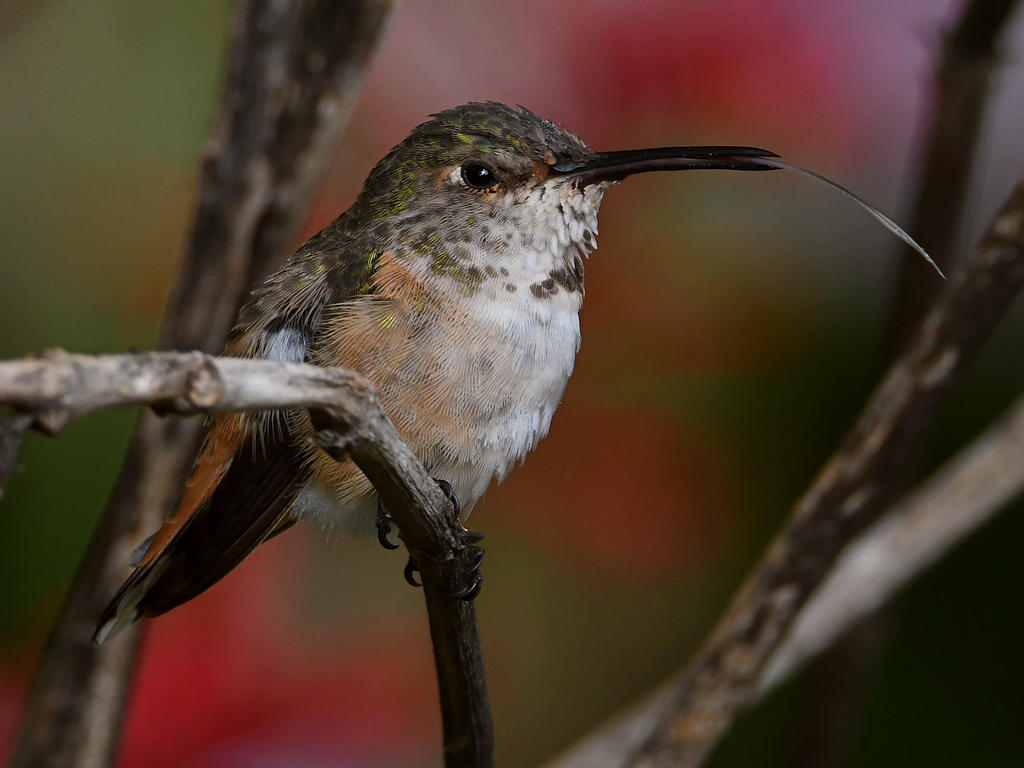 Hummer27.jpg