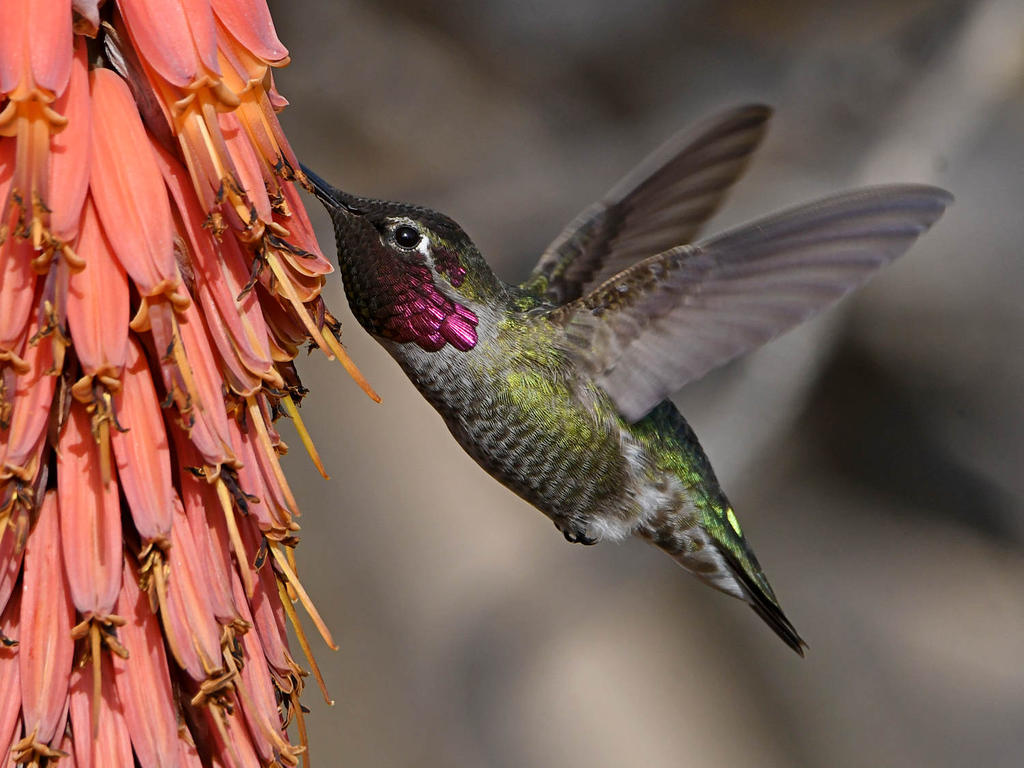 Hummer27.jpg