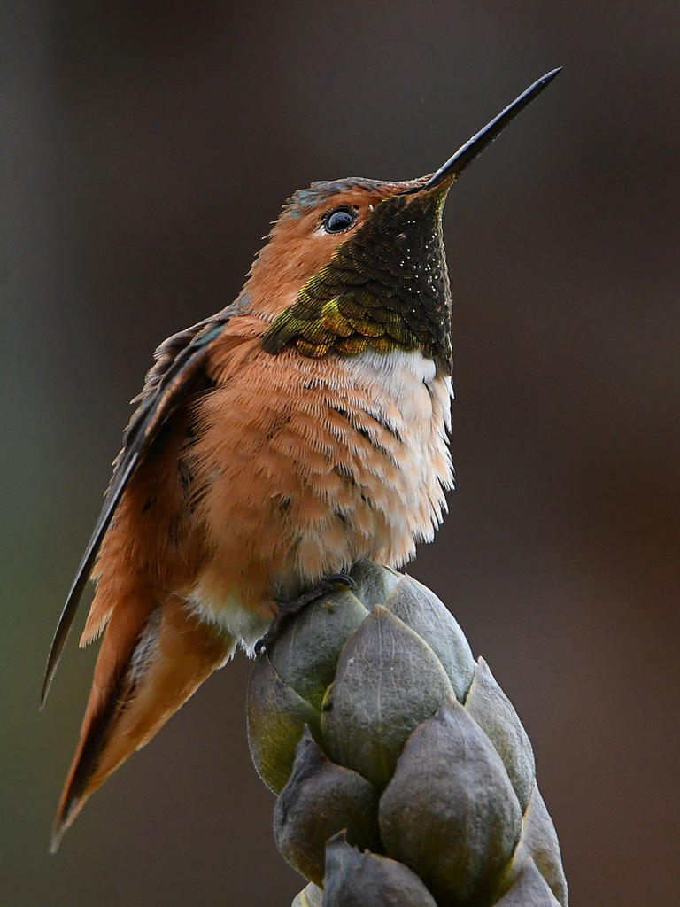 Hummer27.jpg